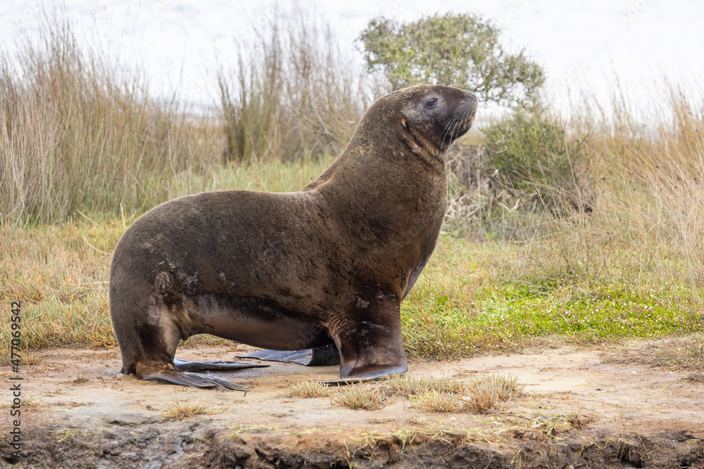 Fototapeta premium Endemic Sea Lion of New Zealand