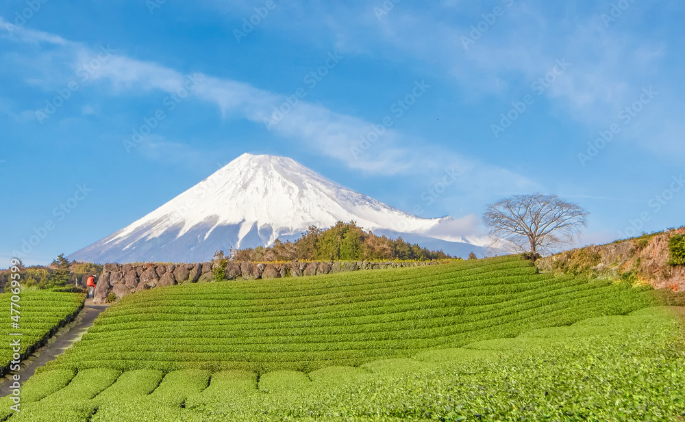 Fuji Mountain and Green Tea Plantation at Imamiya Tea Plantation Fujinomiya, Japan
