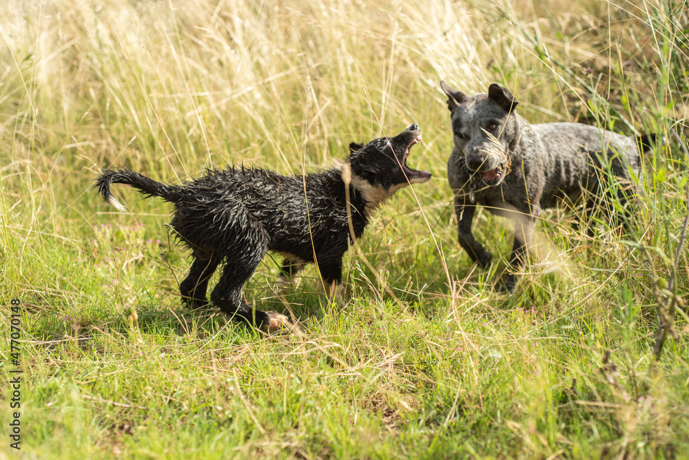 Dogs play fighting Dogs play fighting