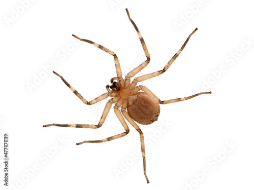 PC240015 underside of a flattie spider (Selenops rediatus), isolated cECP 2021