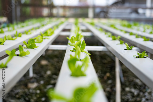 Vegetable hydroponic system / young and fresh green cos lettuce salad growing garden hydroponic farm plants on water without soil agriculture in the greenhouse organic for health food.