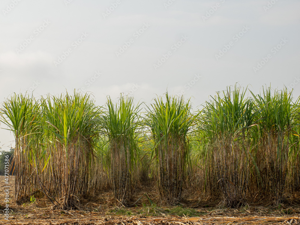 Sugarcane plantations,the agriculture tropical plant in Thailand Sugarcane plantations,the agriculture tropical plant in Thailand