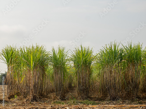 Sugarcane plantations the agriculture tropical plant in Thailand