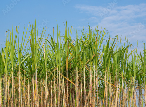Sugarcane plantations,the agriculture tropical plant in Thailand