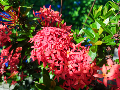 Close up - Ixora chinensis  commonly known as Chinese ixora  is a species of plant of the genus Ixora