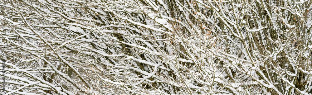 Snow covered leafless deciduous tree, frozen patterns and texture as a nature background
Snow covered leafless deciduous tree, frozen patterns and texture as a nature background