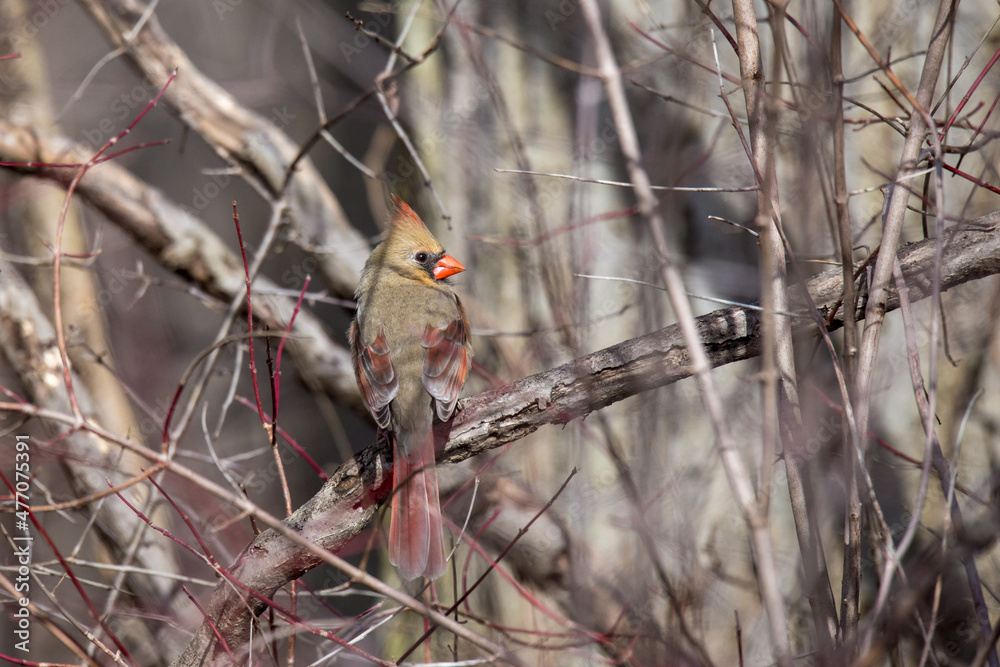 a nothern cardinal, female, perched on a dead tree branch a nothern cardinal, female, perched on a dead tree branch