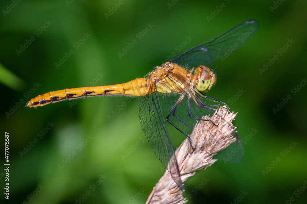 orange meadowhawk dragonfly perched on a plant leaf isolated orange meadowhawk dragonfly perched on a plant leaf isolated