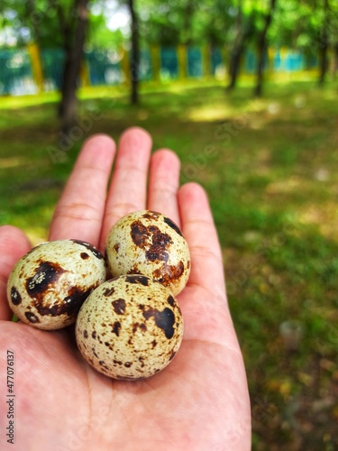 quail eggs in hand