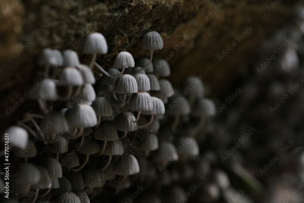 Coprinellus disseminatus Coprinellus disseminatus
