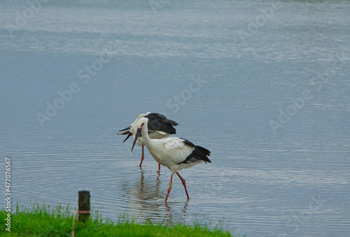 An Oriental Stork(Ciconia boyciana) with leg ring number A20. Another one catching fish. photo