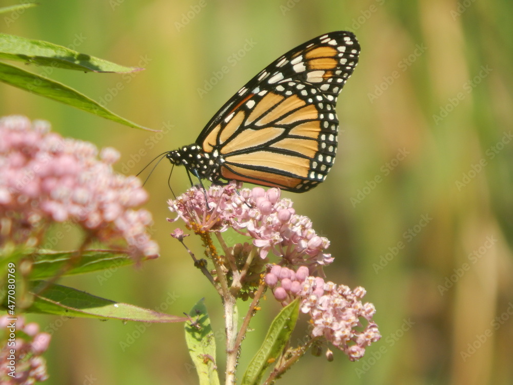 monarch butterfly on flower monarch butterfly on flower