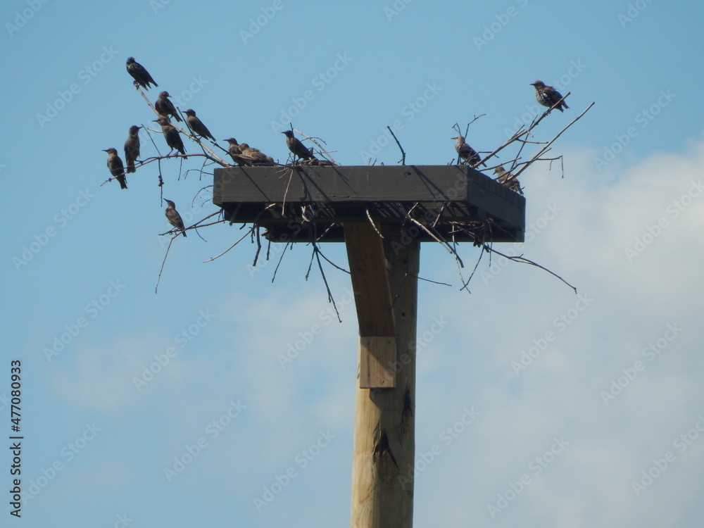 birds birds