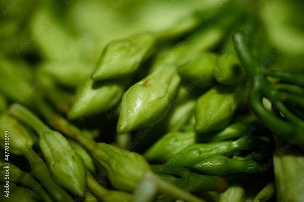 Loroco Fernaldia pandurata traditional central american ingredient