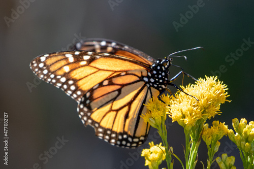 Monarch Butterfly in Pismo Beach Monarch Butterfly Grove on the Central Coast © htrnr