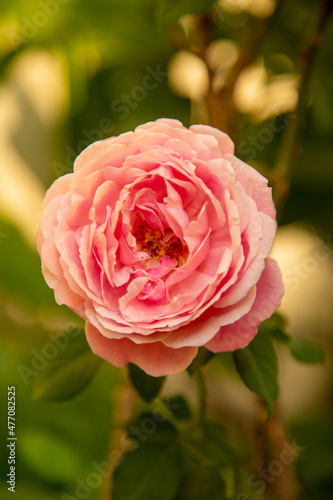 pink rose close-up on a green background