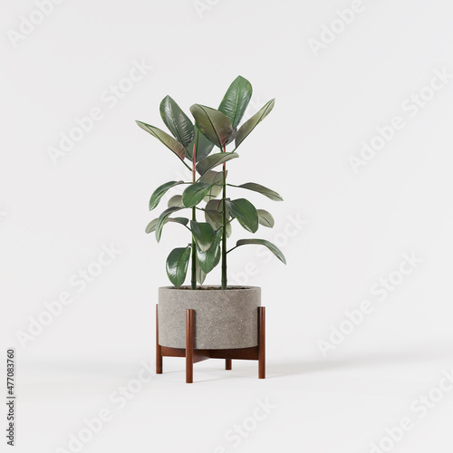 Obraz na plátně Decorative ficus tree planted concrete pot isolated on white background