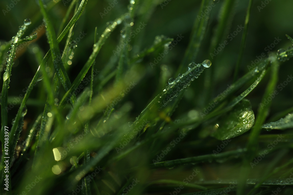 Obraz premium Green grass with morning dew outdoors, closeup