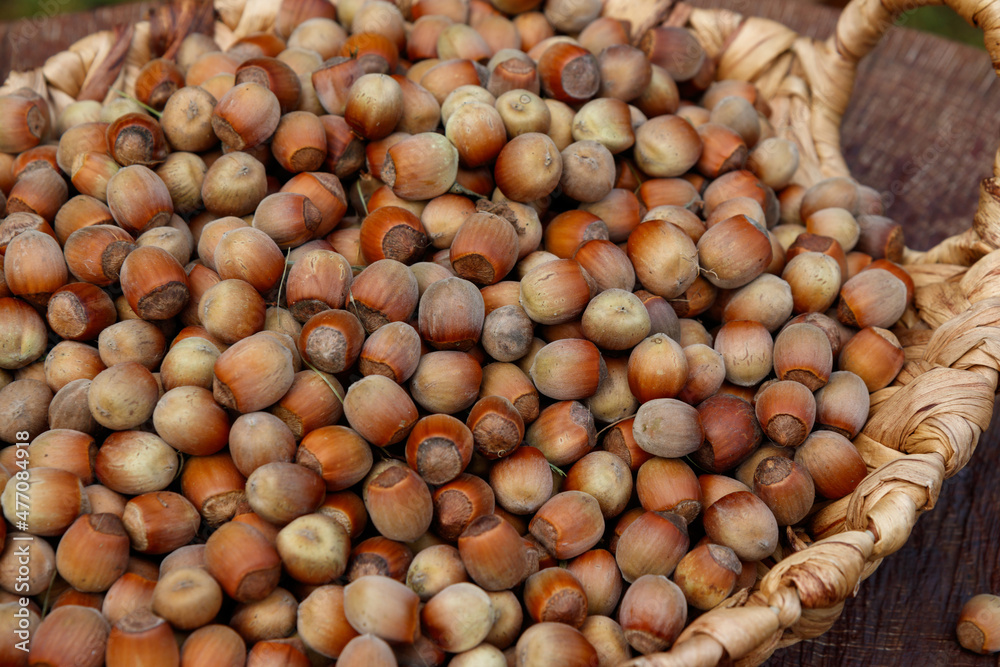 Hazelnuts in a wicker basket, close-up Hazelnuts in a wicker basket, close-up
