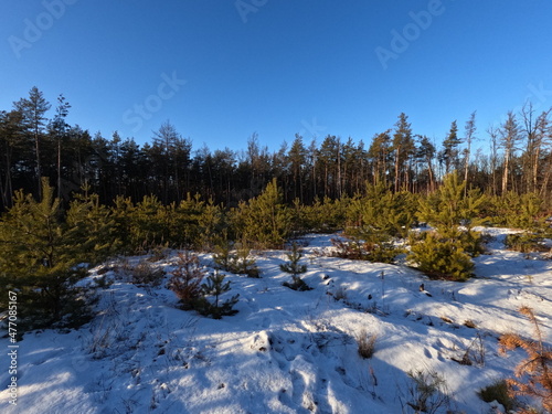 Winter forest landscape on a sunny day. Beautiful winter landscape. 