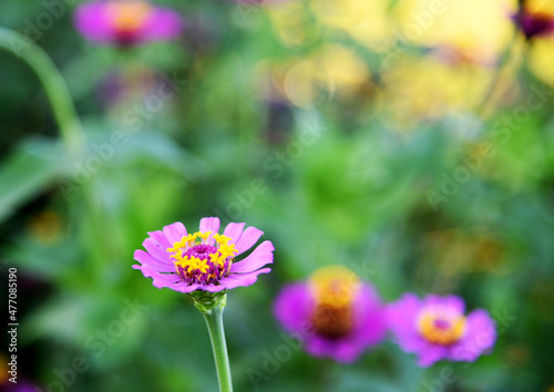 Beautiful purple flowers with yellow stamens among green leaves on a blurred background.