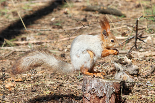 squirrel eating nut