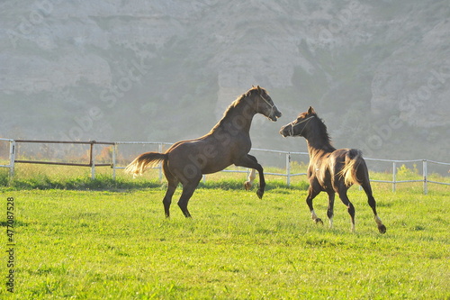 Arabian horse in Turkey. 