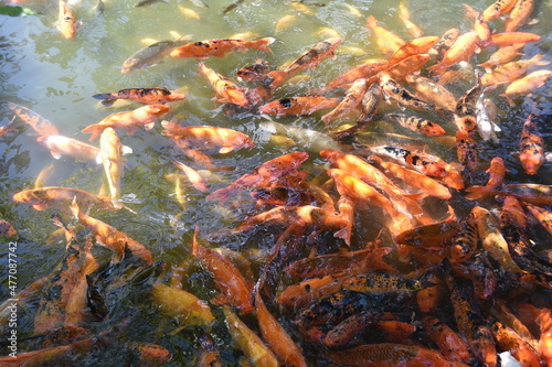 Koi fish..Koi or more specifically nishikigoi, are colored varieties of Amur carp that are kept for decorative purposes in outdoor koi ponds or water gardens
