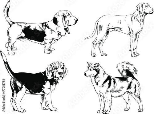 vector drawings sketches pedigree dogs in the racks drawn in ink by hand   objects with no background 