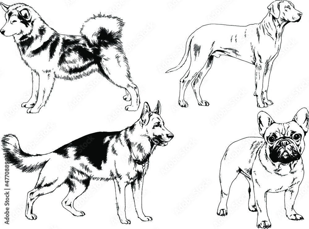 Naklejka premium vector drawings sketches pedigree dogs and cats drawn in ink by hand , objects with no background