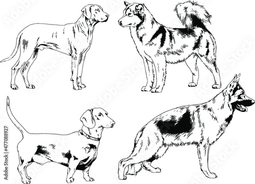 vector drawings sketches pedigree dogs and cats  drawn in ink by hand   objects with no background