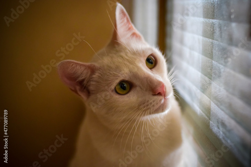 Fototapeta Gato blanco mirando por la ventana