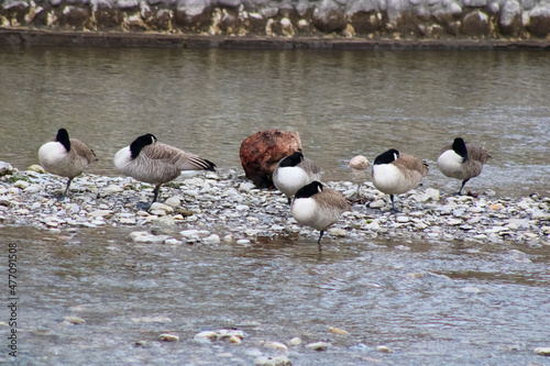 Geese resting on the bedrock of a river at the town of Port Hope photo