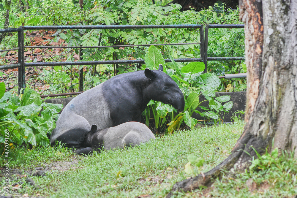 The Malayan tapir, also called Asian tapir, Asiatic tapir and Indian ...
