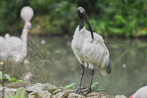 The black-headed ibis, also known as the Oriental white ibis,
