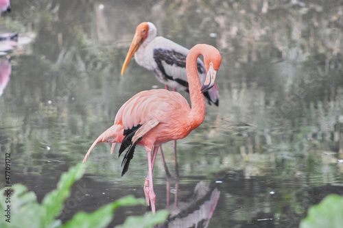 The American flamingo is a large species of flamingo closely related to the greater flamingo and Chilean flamingo.