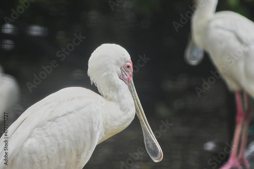 The African spoonbill is a long-legged wading bird of the ibis and spoonbill family Threskiornithidae. photo