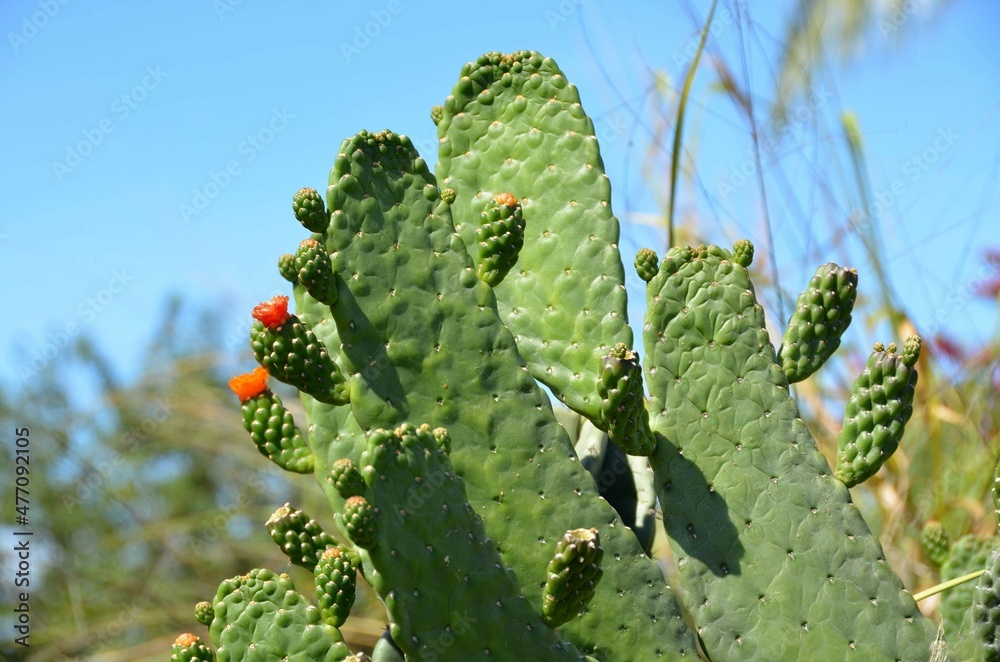 Cactus