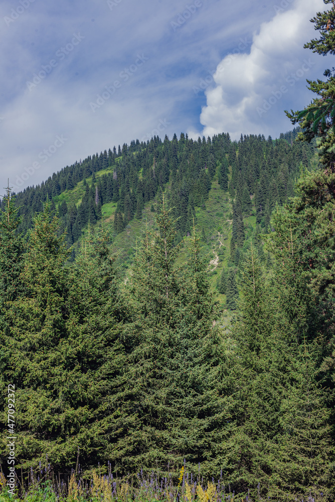 Obraz premium pine forest in the mountains