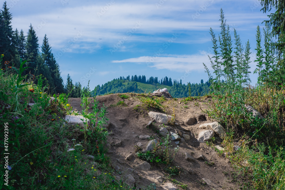 Fototapeta premium forest in the mountains