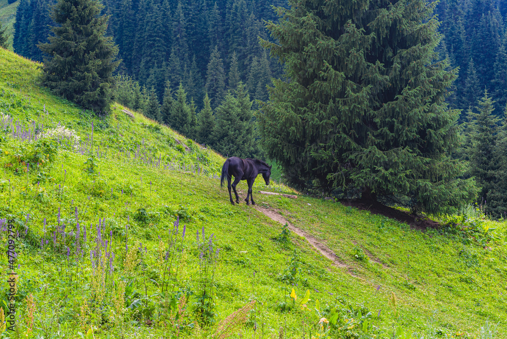 horses in the mountains