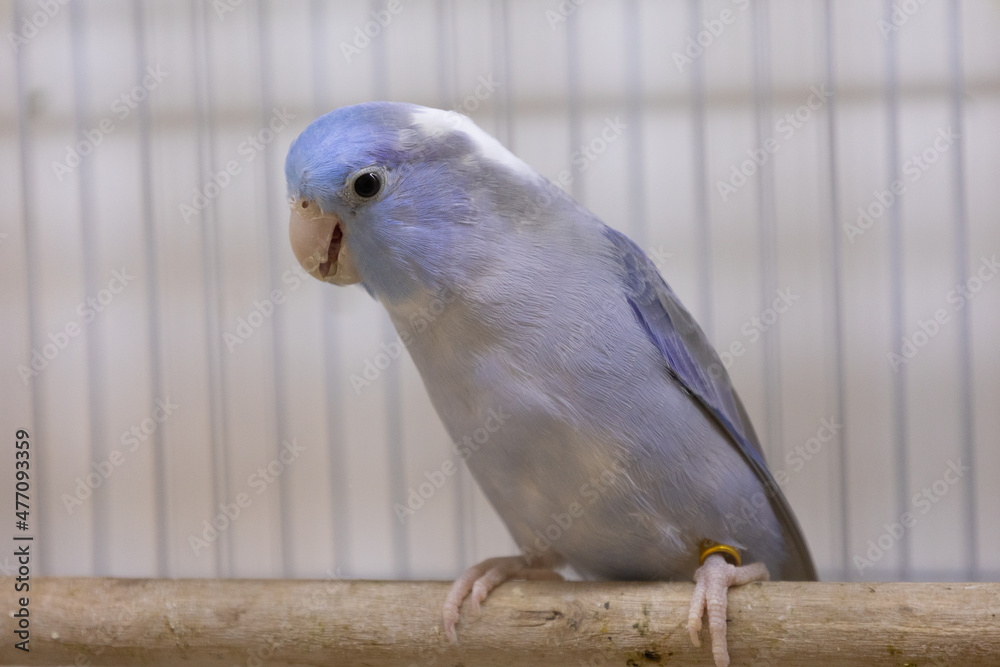 Selective Focus Of Little Tiny Forpus Parrotlet Forpus Is The Smallest