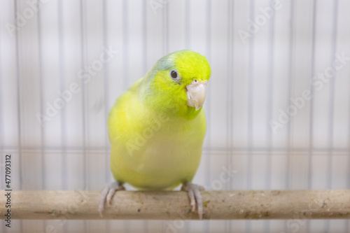 Selective focus of little tiny forpus parrotlet. Forpus is the smallest parrot bird of the world