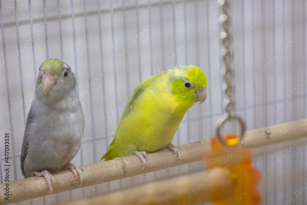 Selective Focus Of Little Tiny Forpus Parrotlet Forpus Is The Smallest