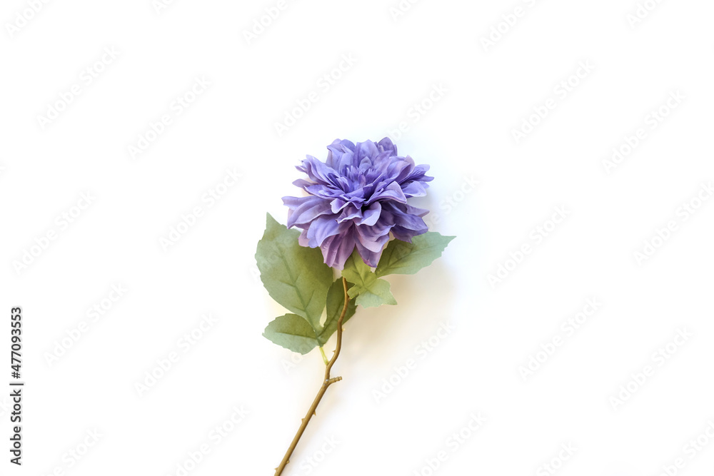Fototapeta premium Big single Purple flower on white background.