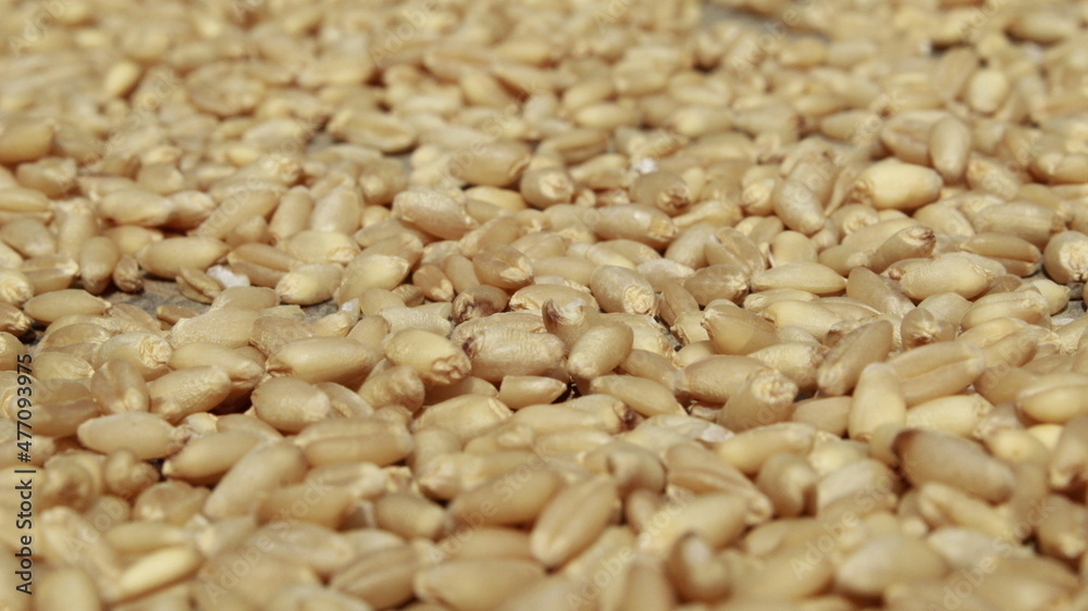 wheat wheat