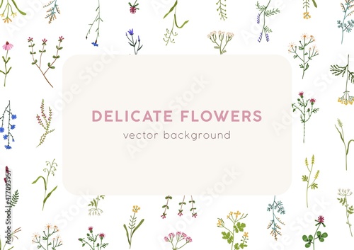 Floral card design. Botanical background template with delicate wild flowers frame and space for text. Elegant romantic postcard with spring herbs and blooms. Colored flat vector illustration