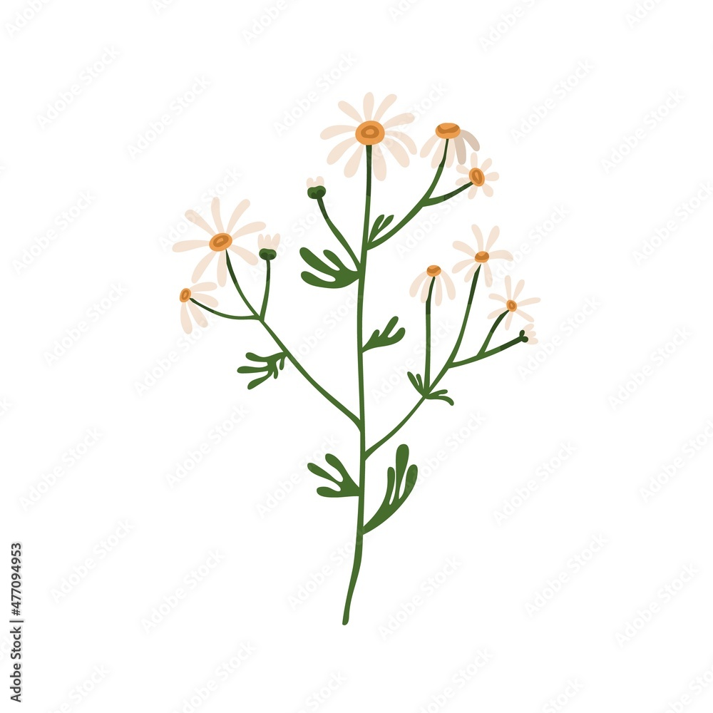 Chamomile flowers. Wild field camomile. Botanical drawing of blooming floral plant. Pretty delicate wildflower with stem and leaf. Colored flat vector illustration isolated on white background