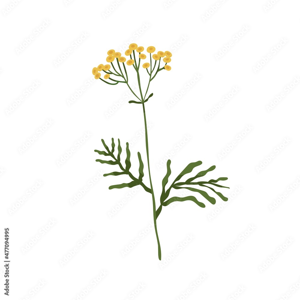 Wild tansy flower. Golden buttons plant. Botanical drawing of cow bitter wildflower. Blooming floral herb with stem. Tanacetum vulgare. Colored flat vector illustration isolated on white background Wild tansy flower. Golden buttons plant. Botanical drawing of cow bitter wildflower. Blooming floral herb with stem. Tanacetum vulgare. Colored flat vector illustration isolated on white background