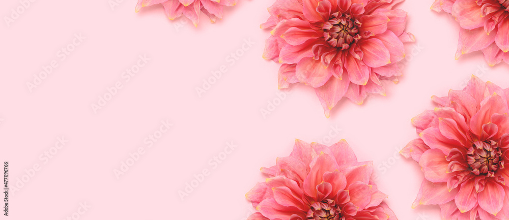 Banner with dahlia flowers head on a pink pastel background. Springtime botany concept. Decorative plant closeup. Banner with dahlia flowers head on a pink pastel background. Springtime botany concept. Decorative plant closeup.